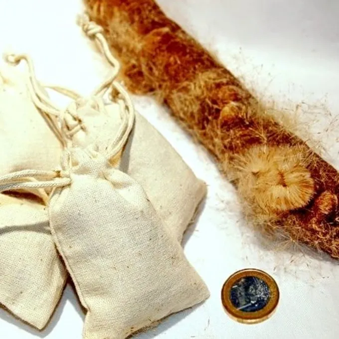 Cattail Anzünden 3 Cattail Anzünden – Bild 3