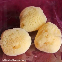 Klassischer Schwamm (Satz Von Drei)