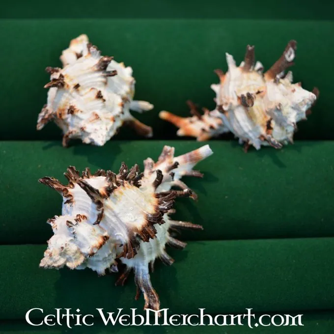 Trompetenschnecken 2 Trompetenschnecken – Bild 2