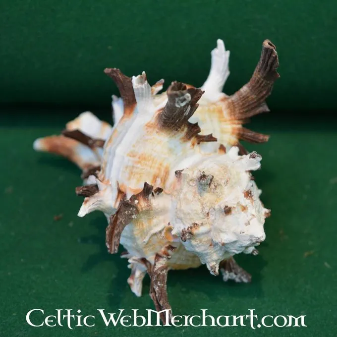 Trompetenschnecken 3 Trompetenschnecken – Bild 3